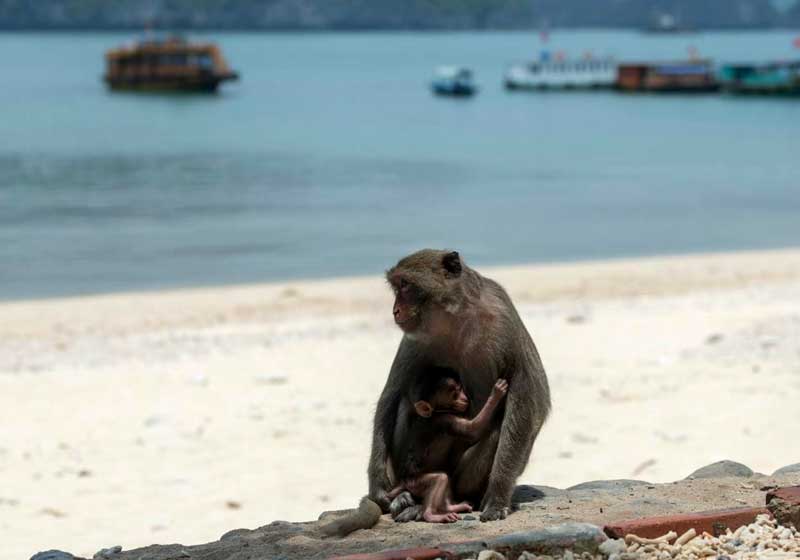 Đảo Khỉ Cát Bà